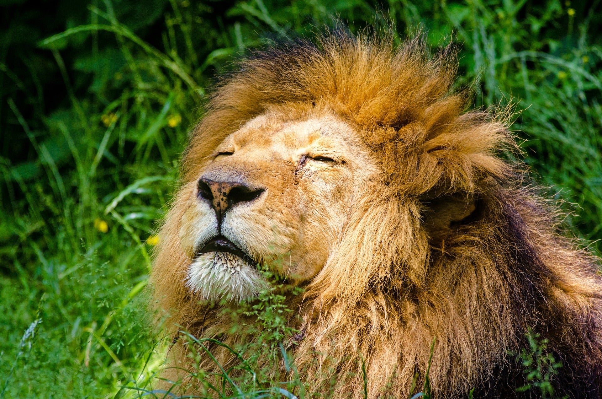 León