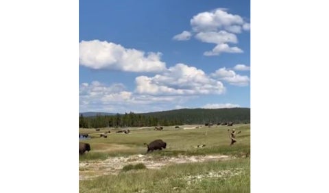 Bisonte casi embiste a mujer en parque de EE.UU.