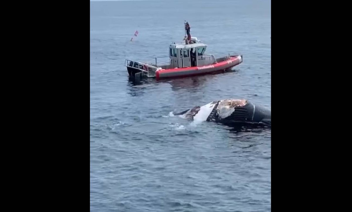 Tiburones se comen una ballena muerta