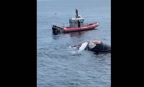 Tiburones se comen una ballena muerta