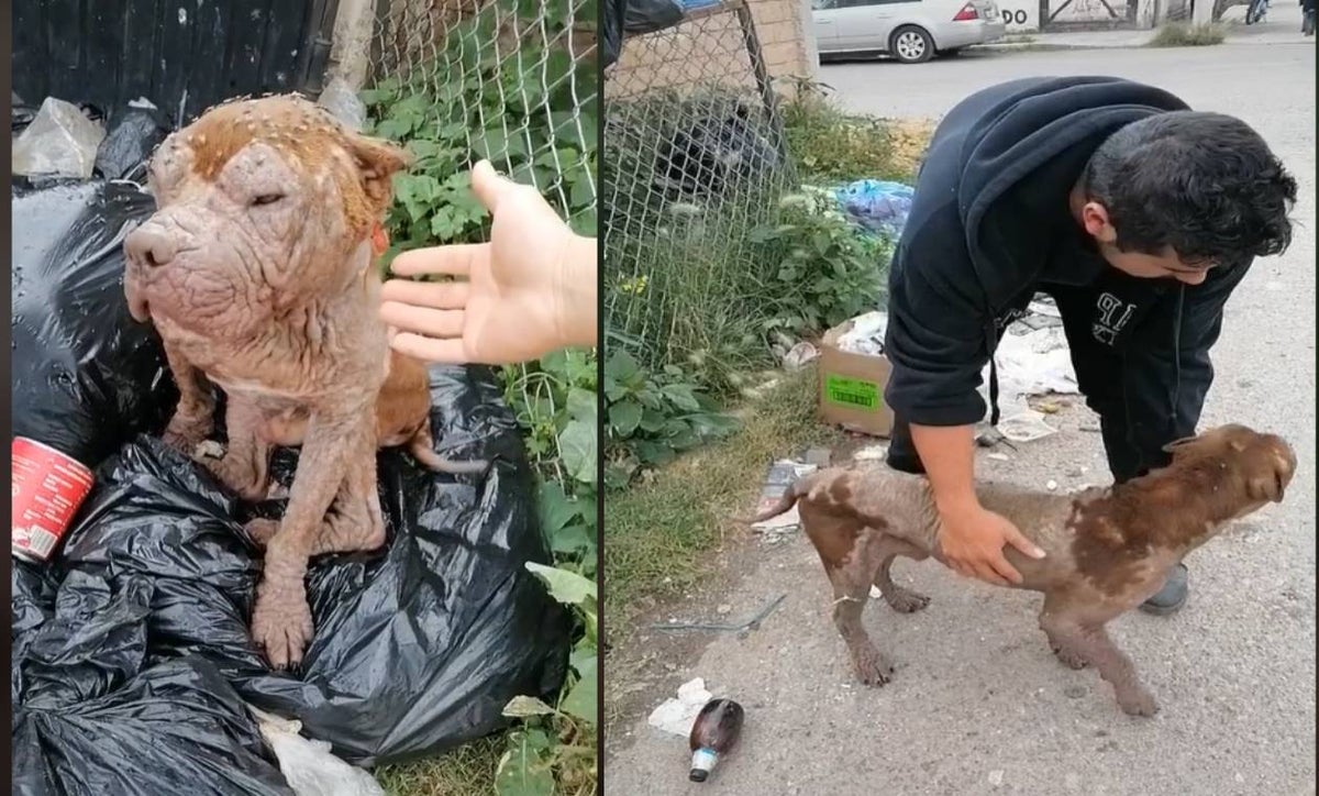 Perro rescatado