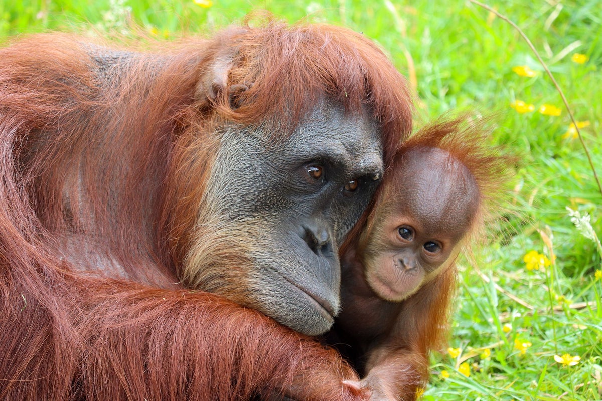 Orangutanes - imagen de referencia