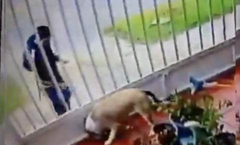 Denuncian a cruel sujeto que le echó ácido a un perro porque la dueña rechazó ser su pareja