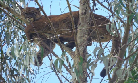 Puma en la cima del árbol