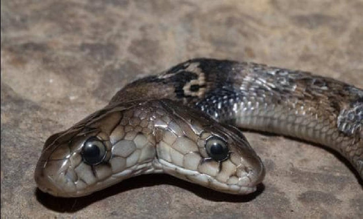 Serpiente de dos cabezas