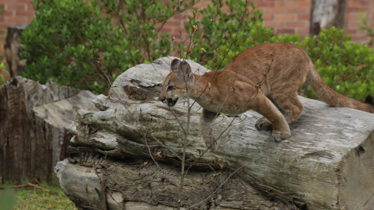 Puma rescatada