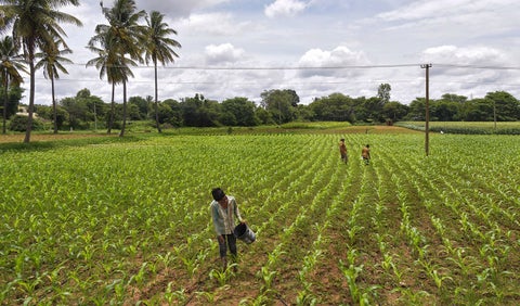Agricultores en el campo