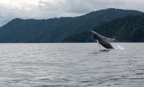 Ballena
