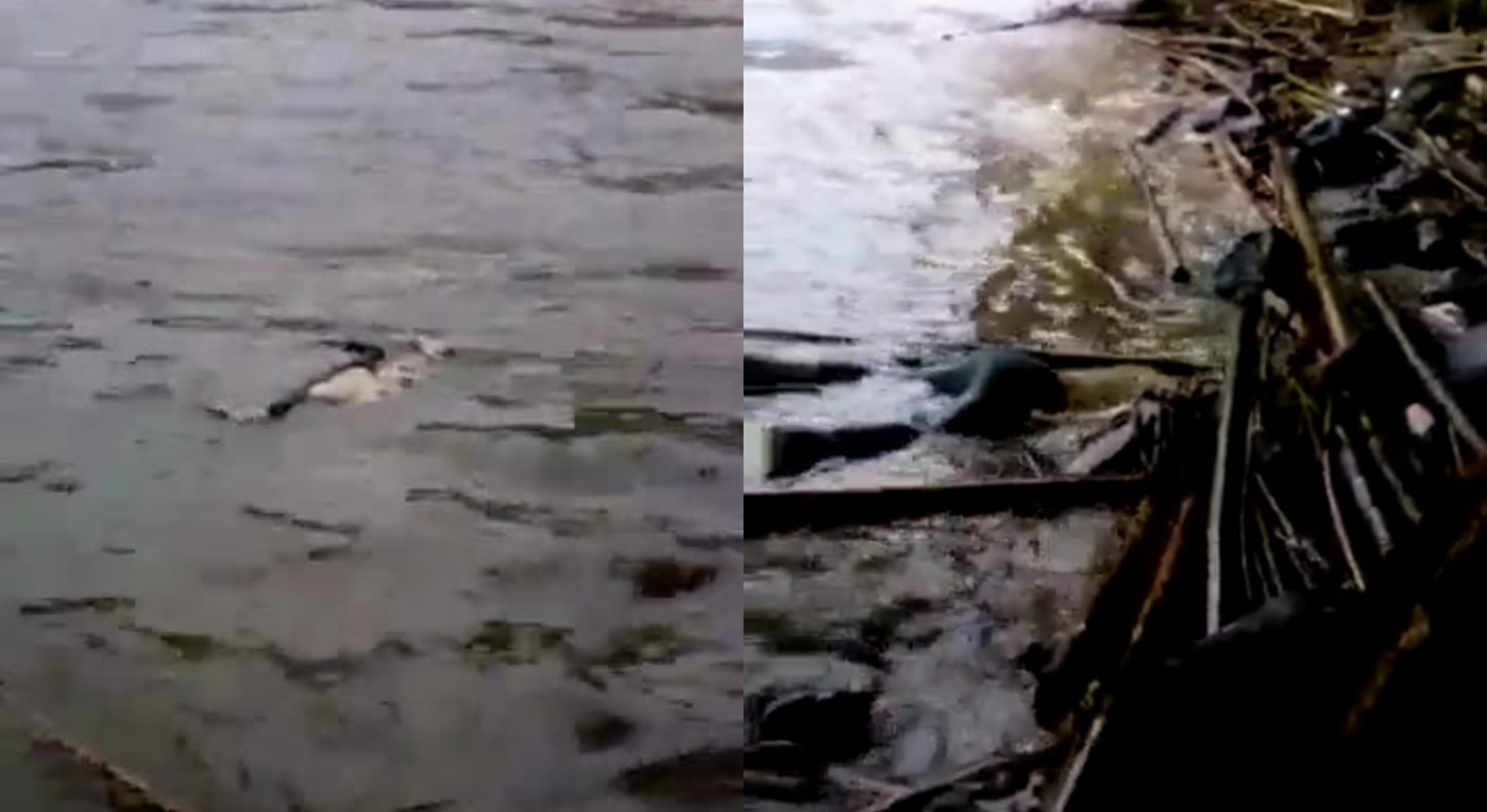 Cuerpos en el río Cauca en Marsella, Risaralda