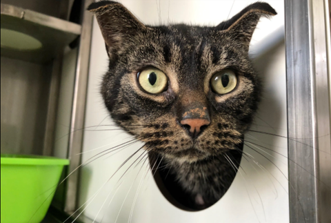 Gato abandonado por 52 días