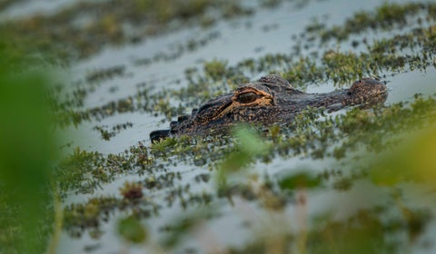 Cocodrilo en el agua
