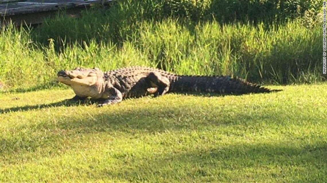 Muere el cocodrilo más famoso del mundo