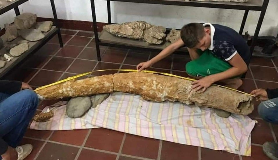 Colmillo de mastodonte en Santander