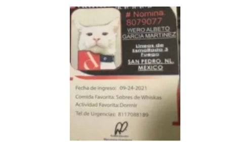 Gato vigilante