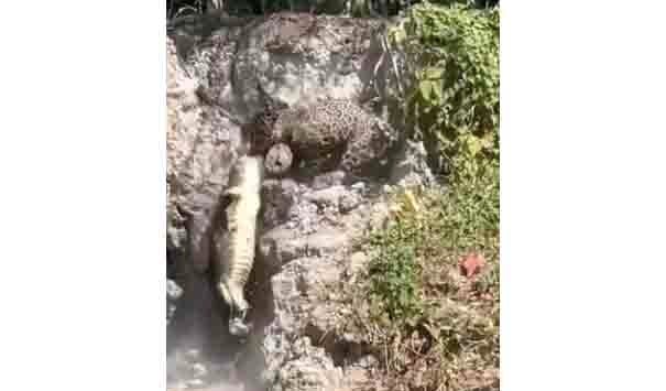 jaguar caza caimán en video