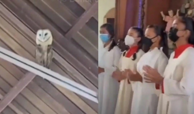 Lechuza baila en iglesia