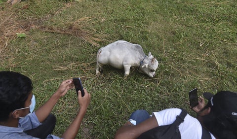 Rani, la vaca más pequeña del mundo