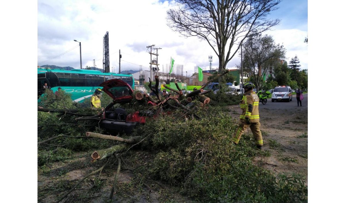 Árbol cae sobre carros en Bogotá