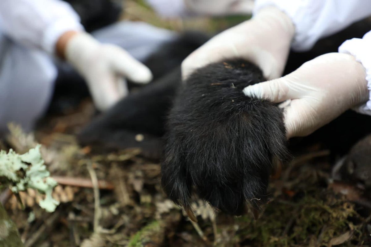 Oso de anteojos hembra hallada muerta en Boyacá.