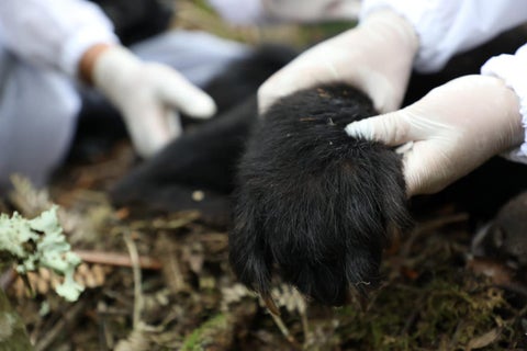 Oso de anteojos hembra hallada muerta en Boyacá.