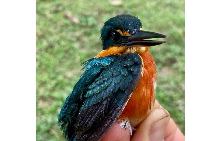 Documental: 'País de las Aves'.