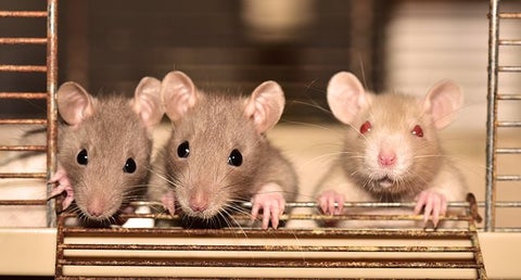 Estrategias efectivas para acabar con los ratones en casa