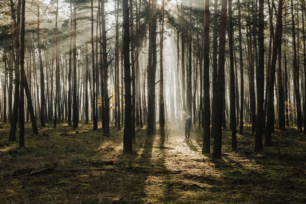 Niño en un bosque