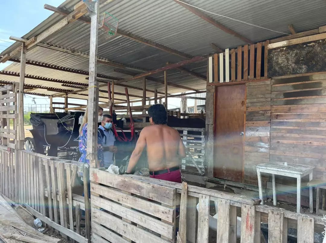 Procuraduría pidió restablecer derechos de menores de edad que viven en las pesebreras de Cartagena