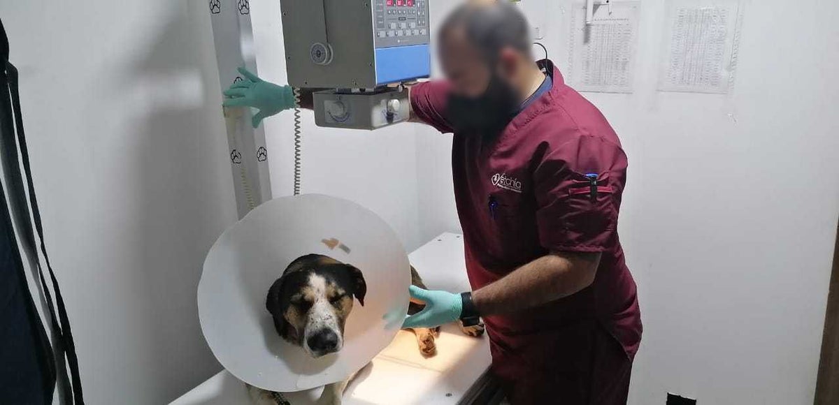 'Peter' perdió su ojo izquierdo, luego de ser atacado con arma de fuego