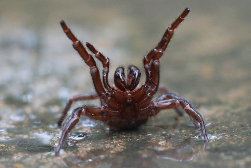 Araña