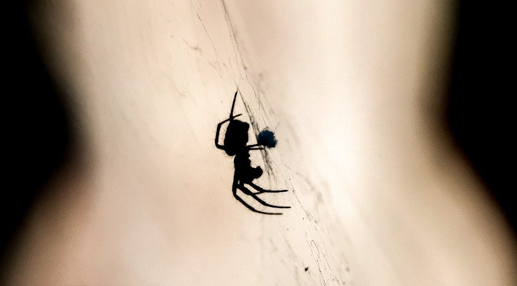 Araña