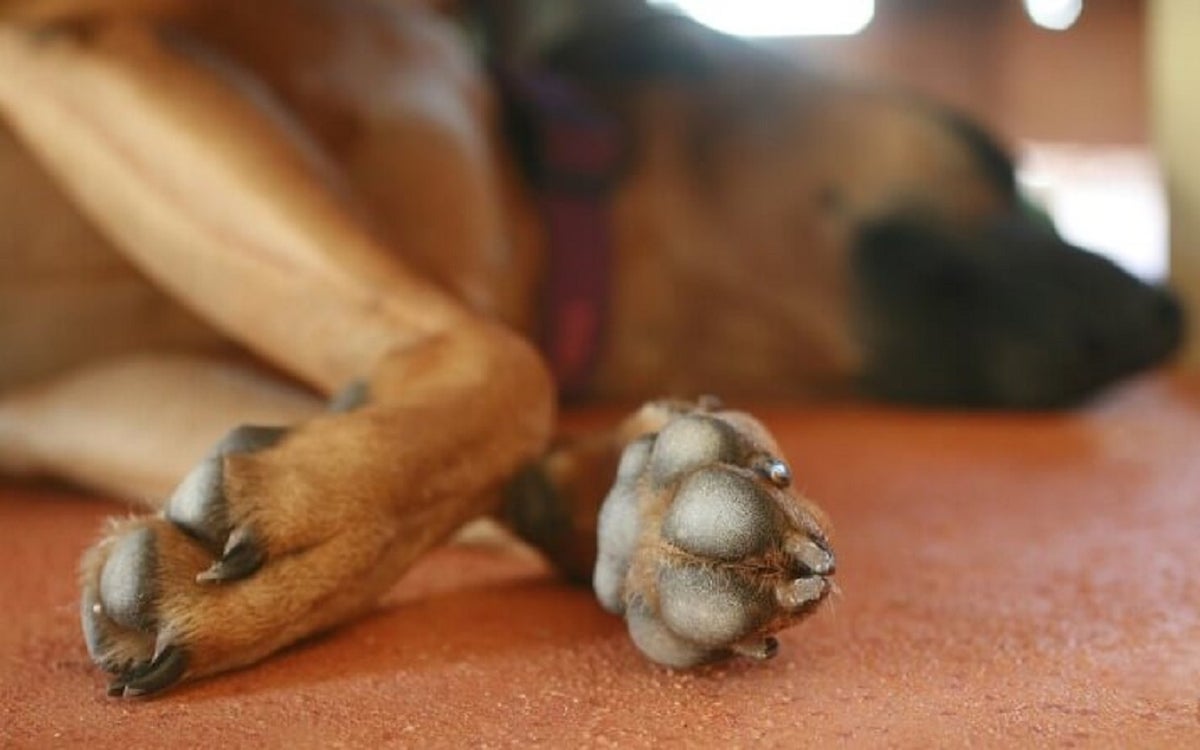 Perro asesinado Huila