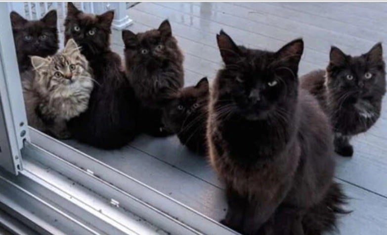 gatos