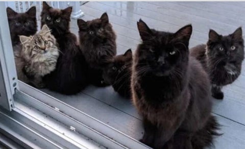 gatos