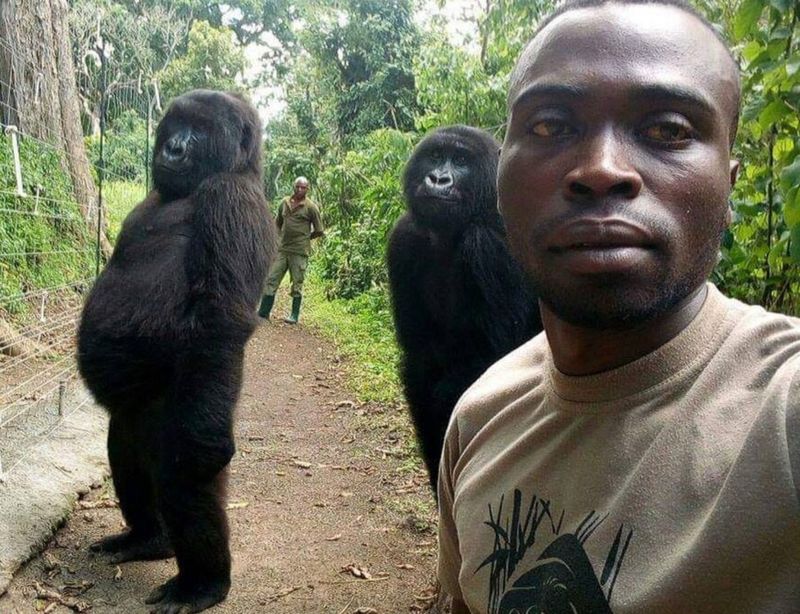 Gorila y Selfie