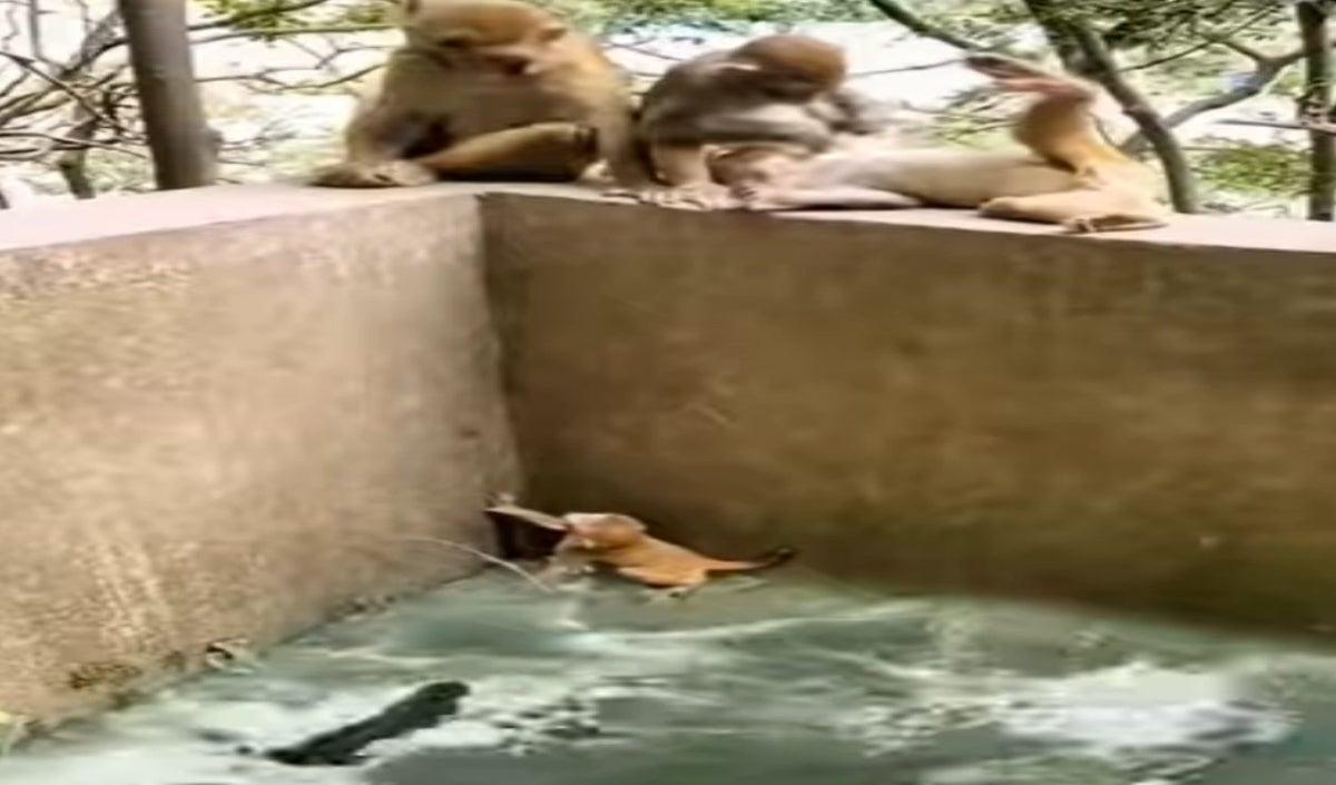 Mono es salvado de ser comido por cocodrilos