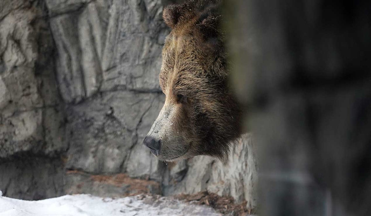 Oso Grizzly