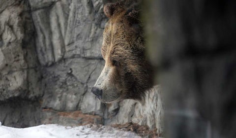 Oso Grizzly