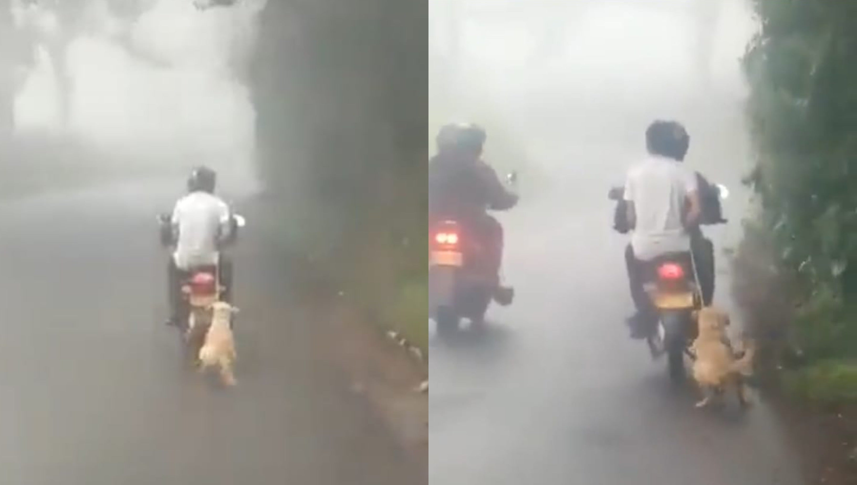 Perro arrastrado por una moto en Risaralda