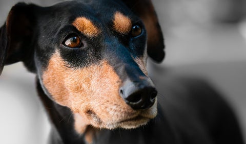 Perro