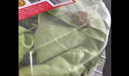 Rana dentro de una lechuga