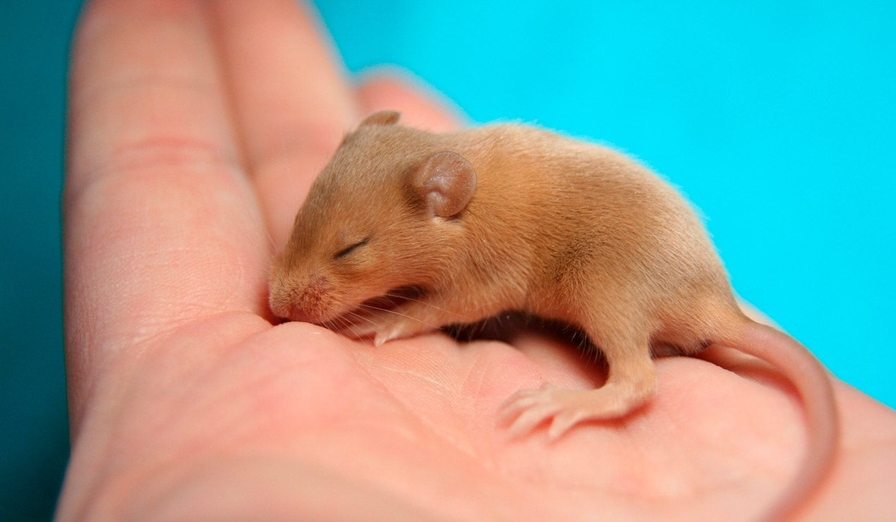 Ratón pequeño