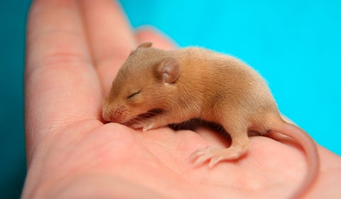 Ratón pequeño