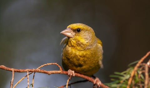 Ave- pájaro referencia