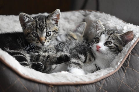 Gatos- referencia