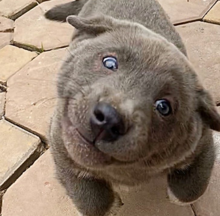 Dui el perro foca