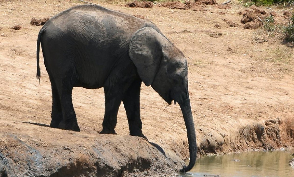 Elefante bebé