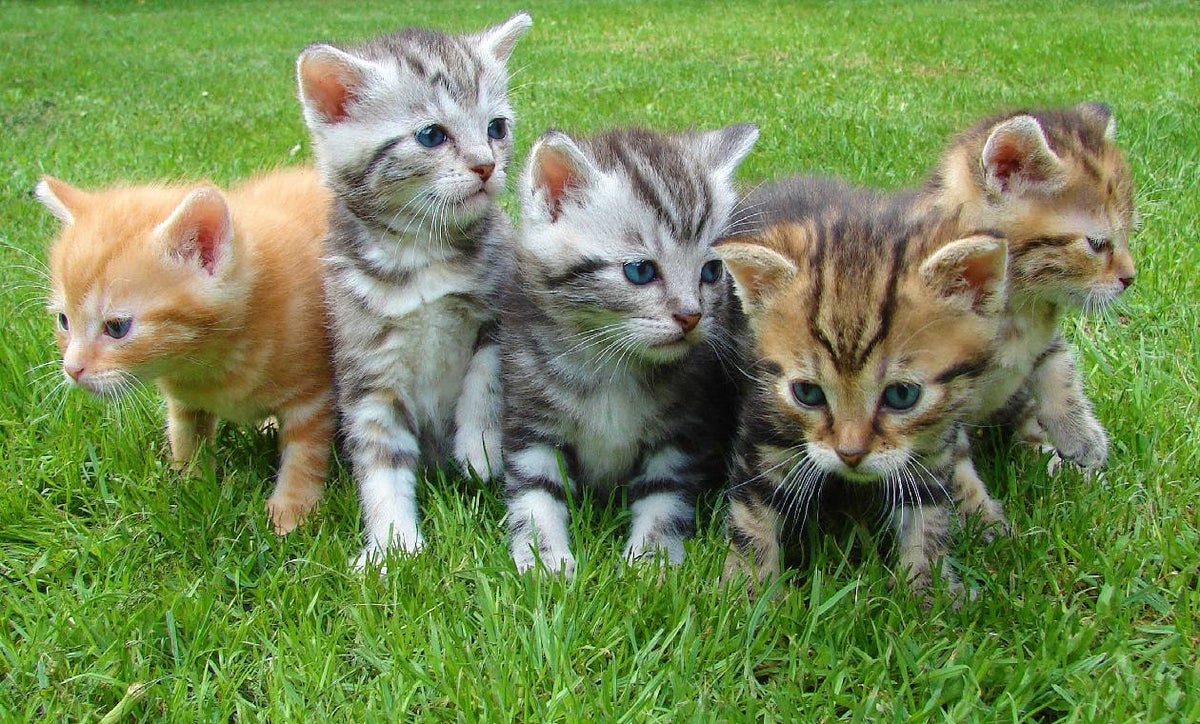 Gatos en el parque