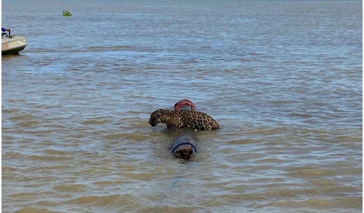 Jaguar rescatado en las aguas de Urabá