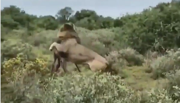 León ataca a una cría de jirafa